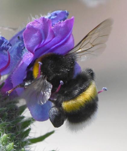 Bombus sp.